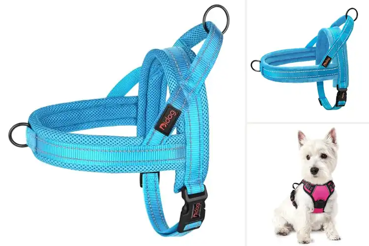 Detailed view of Best Chest Measurement For Small Dogs
