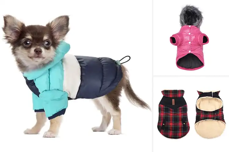Detailed view of Best Chihuahua Winter Coats: 10 Top Picks for Warmth & Style