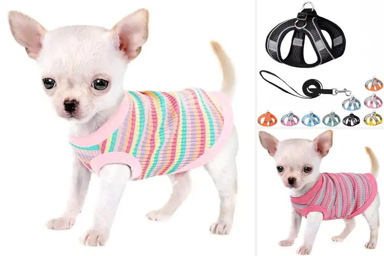 Detailed view of Best Everyday Wear Dog Vest For Tiny Breeds