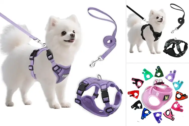 Detailed view of Best Size Chart Chest And Body For Small Dogs
