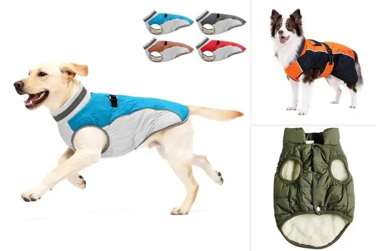 Detailed view of Best Windproof Dog Coat: Top 10 Picks for Cozy Winter Walks