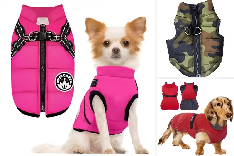 Detailed view of Best Windproof Dog Coat Small: 10 Cozy Picks for Chilly Days
