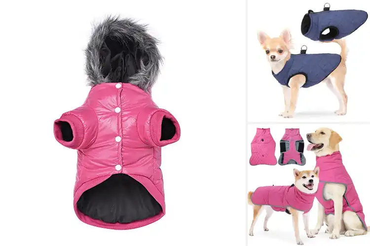Detailed view of Best Windproof Small Dog Coat