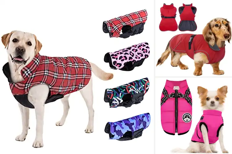 Detailed view of Best Windproof Winter Coat For Small Dogs