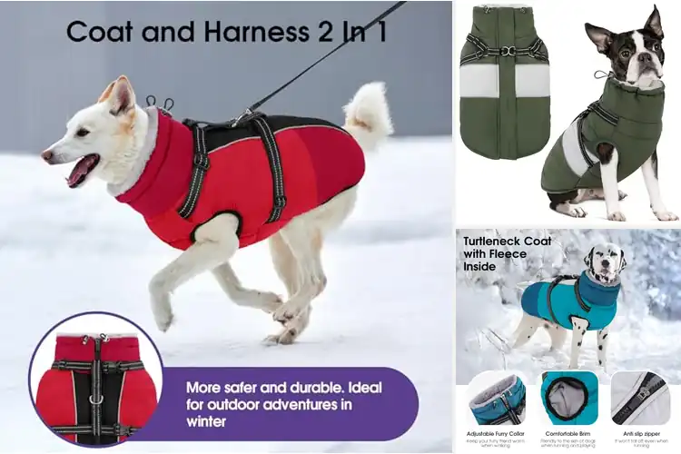 Detailed view of Best Yorkshire Terrier Coats: Stylish Warmth for Your Pup